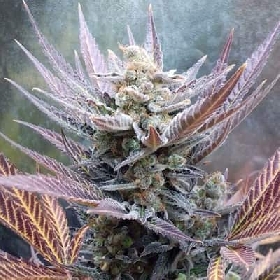 Cherry Cookies > Pure Instinto